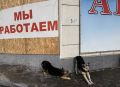 Его собачье дело. В Ульяновске суд лишил чиновника должности за халатность при отлове безнадзорных животных В Ульяновске суд признал замначальника городского управления благоустройства Алексея Палибина виновным в халатности...