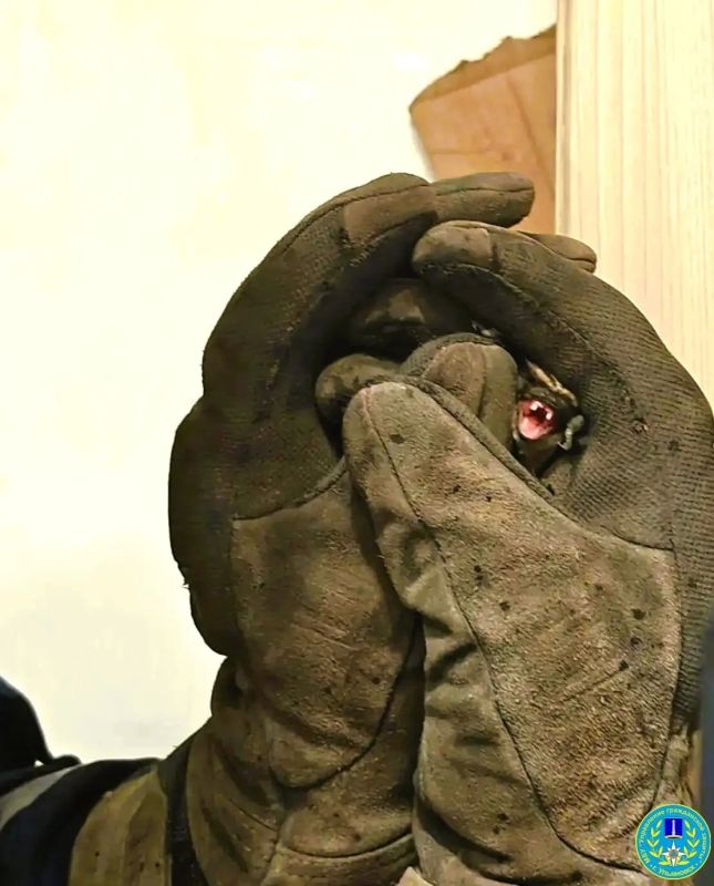 Спасателей вызвали в дом на Скочилова из-за летучей мыши Спасателей вызвали в дом на Скочилова из-за летучей мыши