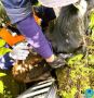 Ульяновские спасатели достали козлёнка из подвала