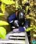 В Ульяновске спасателей вызвали на помощь козленку