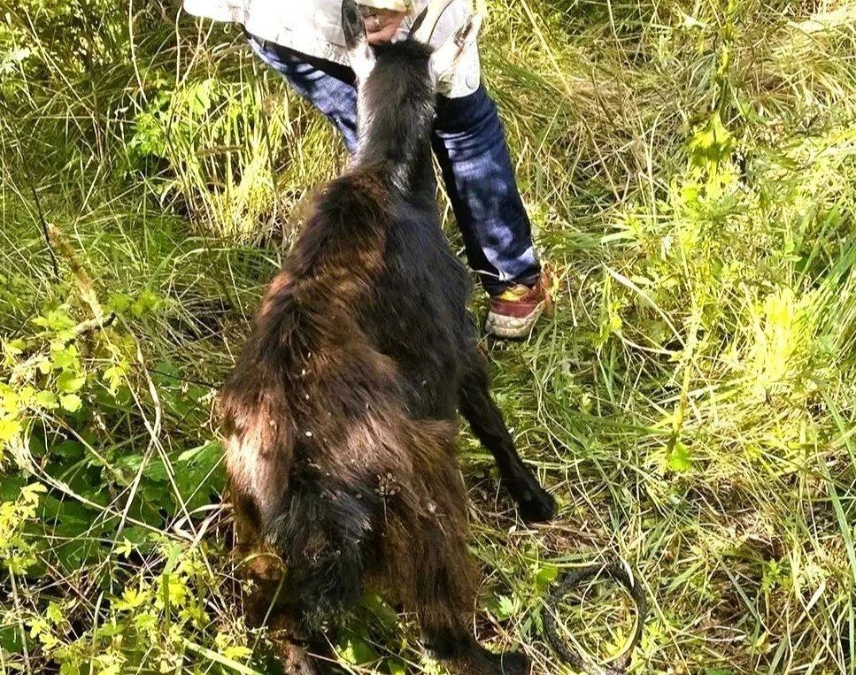 Спасатели Ульяновска в Заволжье достали козленка из подвала заброшенного дома