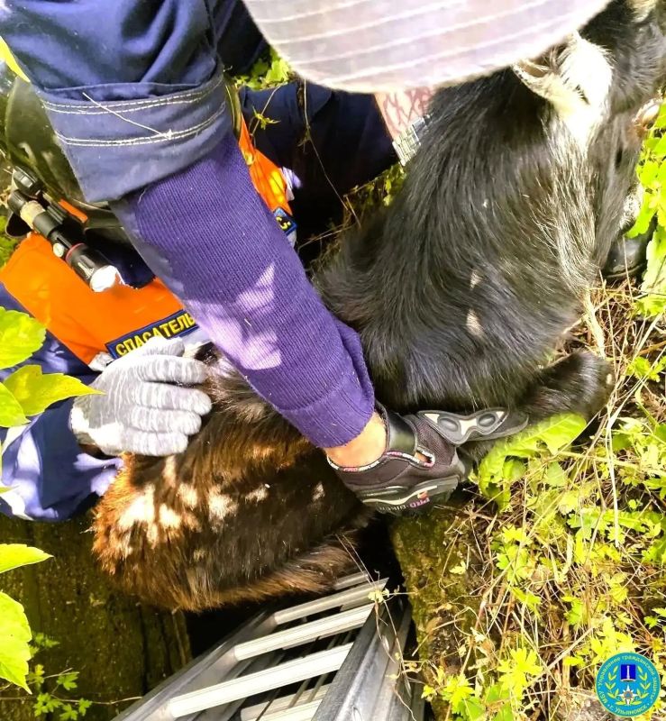 Ульяновские спасатели достали козлёнка из подвала Ульяновские спасатели достали козлёнка из подвала