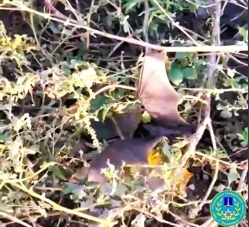 Летучая мышь устроила переполох в ПВЗ на Юго-Западной Летучая мышь устроила переполох в ПВЗ на Юго-Западной