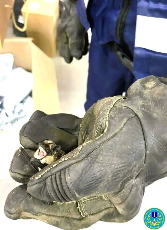 Летучая мышь устроила переполох в ПВЗ на Юго-Западной Летучая мышь устроила переполох в ПВЗ на Юго-Западной