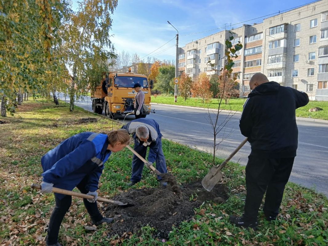 За две недели ульяновские озеленители высадили 99 новых саженцев в Железнодорожном районе
