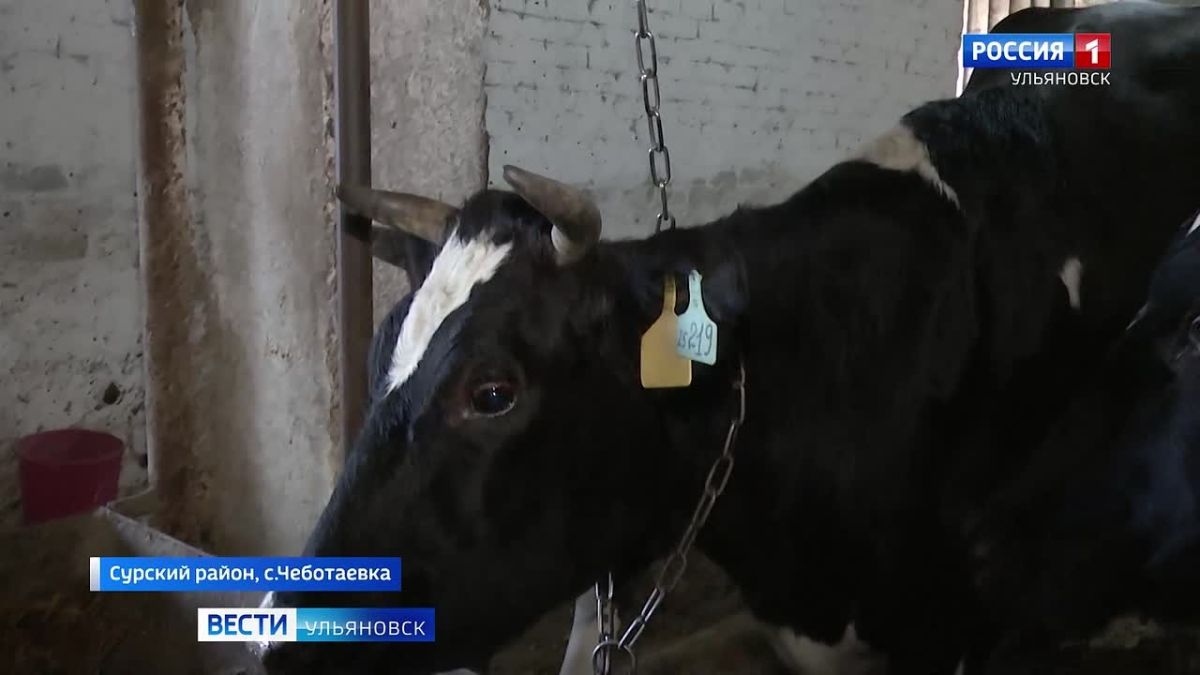 Аграрии Сурского района подводят итоги сельскохозяйственного сезона! В хозяйстве «Чеботаевка», несмотря на погодные капризы, не «посыпают голову пеплом»