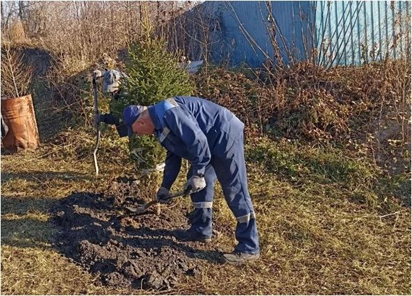 В заволжских массивах многодетных семей «Г» и «Д» приступили к высадке деревьев В заволжских массивах многодетных семей «Г» и «Д» приступили к высадке деревьев